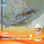 Vì Sao HUFA Không Thể Thiếu Trong Khẩu Phần Tôm Sú