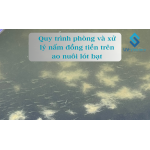 Quy trình phòng và xử lý nấm đồng tiền trên ao nuôi lót bạt