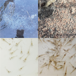 Quy Trình Phòng Và Trị Bệnh TPD và EMS Trên Tôm