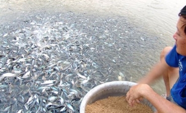 Giá cá tra giống tại nhiều địa phương vùng ĐBSCL đã tăng trở lại