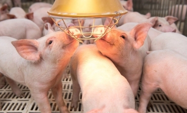Một số xu hướng trong chăn nuôi heo trên thế giới
