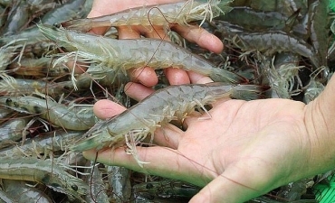 Xuất khẩu tôm tăng trên 10% trong 9 tháng đầu năm nay