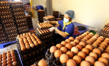 Đông Nam Bộ: Trứng gà tăng giá mạnh