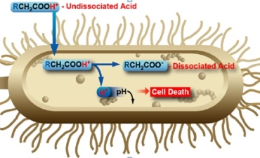 Acid hữu cơ trong nuôi trồng thủy sản