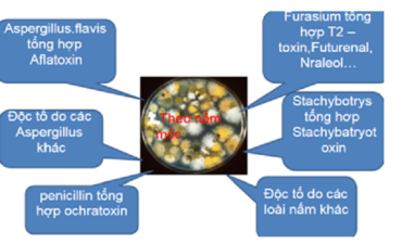 Làm mất hiệu lực aflatoxin bởi chất hấp phụ bề mặt