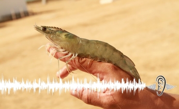 Nghe âm thanh nhấp mồi của tôm thẻ