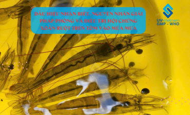 Giải Pháp Phòng Và Điều Trị Hội Chứng Xoắn Ruột Trên Tôm Vào Mùa Mưa