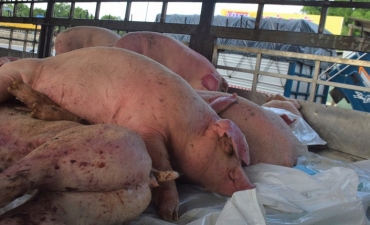 Người chăn nuôi trắng tay vì dịch tả lợn châu Phi bùng phát