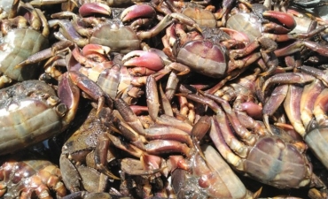 Nghề muối ba khía Cà Mau được công nhận di sản văn hóa phi vật thể quốc gia