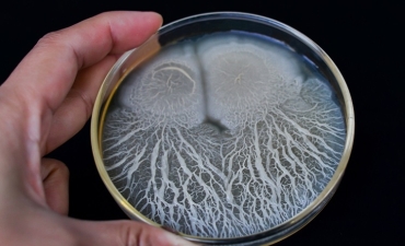 7 tác dụng của Bacillus subtilis trong nuôi trồng thủy sản