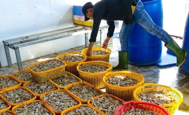 Tôm thẻ cứu tôm sú qua mùa hạn mặn