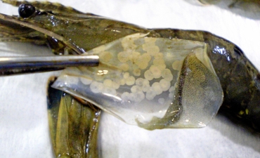 Tuyến Anten - Cơ quan đích lây nhiễm virus đốm trắng