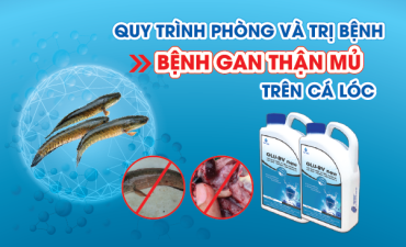 Bệnh gan thận mủ trên cá lóc