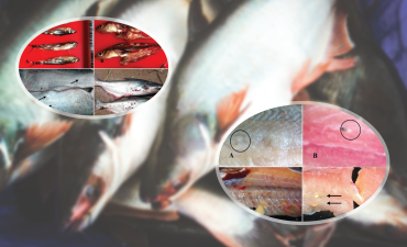 Xác định mầm bệnh vi bào tử trùng (Microsporidia) nhiễm trong cơ cá tra (Pangasianodon hypophthalmus