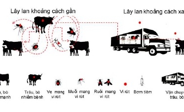 Cảnh giác với bệnh viêm da nổi cục trên trâu, bò