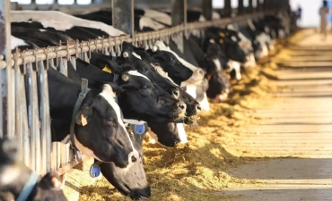 Khuyến khích chăn nuôi bò sữa nội địa, siết chặt sữa nhập khẩu