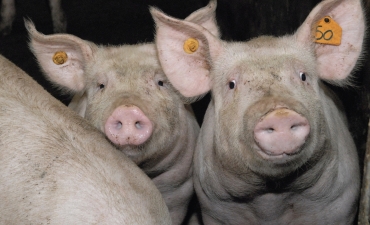Người nuôi lợn mất ngủ vì áp lực dịch bệnh