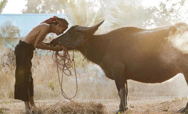 Trâu lên giá, người chăn nuôi phấn khởi