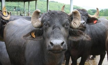 Ấn Độ là thị trường cung cấp thịt lớn nhất cho Việt Nam