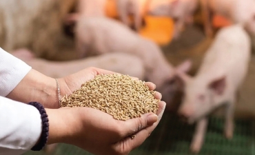 Bộ NN&MT đề xuất điều chỉnh thuế VAT với thức ăn, giống và sản phẩm chăn nuôi