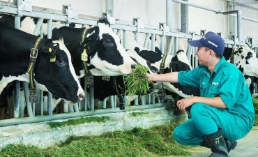 Tìm hướng đi bền vững cho ngành chăn nuôi bò thịt Việt Nam