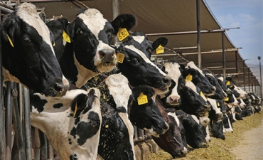 Vi tảo - nguồn protein phù hợp cho bò sữa