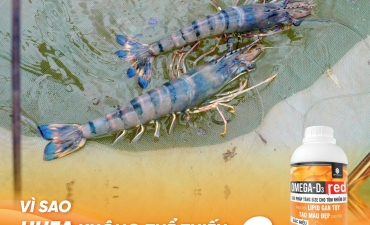 Vì Sao HUFA Không Thể Thiếu Trong Khẩu Phần Tôm Sú