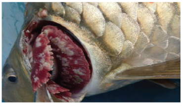 Phòng Bệnh Vi Nấm Và Bệnh Hạch Trên Cá Chép