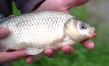 Giáp xác, sán dây và giun tròn ký sinh ở cá diếc