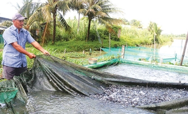 Cá giống vào mùa kinh doanh