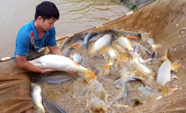 Những “ông đỡ sản ngư”