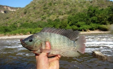 Tiềm năng phát triển mô hình nuôi cá rô phi đơn tính