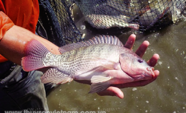 Chiến lược cho cá rô phi ăn hiệu quả