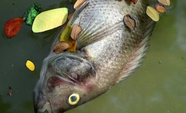 3 bệnh nấm nghiêm trọng trên cá rô phi