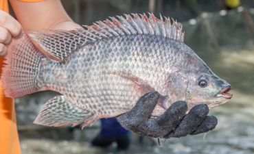 Được miễn thuế, Mỹ đẩy mạnh nhập khẩu cá rô phi