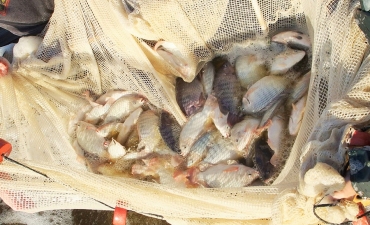 Bệnh do ký sinh trùng đơn bào trên cá rô phi