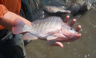 Ứng dụng men vi sinh để tăng tốc độ tăng trưởng cho cá rô phi