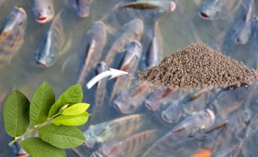 Lá ổi – Cây nhà lá vườn giúp cá giải độc thuốc trừ sâu