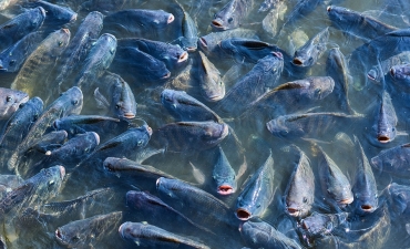 Cá rô phi: Nên bổ sung probiotic lên thức ăn chìm hay nổi?