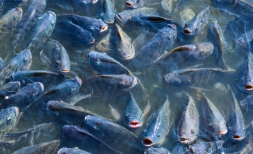 Tác động của Azomite đến chất lượng tinh trùng ở cá