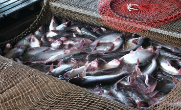 Cậy nhờ vào đâu để vực dậy cá tra Việt?