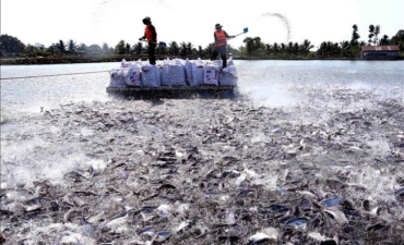 Thị trường xuất khẩu cá tra tích cực trở lại