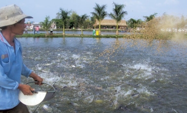  Enzyme Phytase: Giúp nâng cao hiệu quả nuôi cá tra và giảm thiểu ô nhiễm môi trường