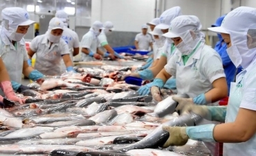  COVID-19: Góc nhìn về hai thị trường lớn nhất của cá tra Việt Nam