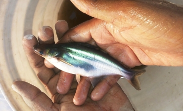 Mật độ và kích cỡ phiêu sinh vật quyết định tỉ lệ sống cá tra bột