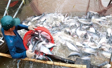  Giá cá tra nguyên liệu và giá xuất khẩu đang nhích dần lên