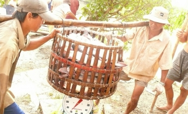 Thị trường cá tra đang “ấm” dần