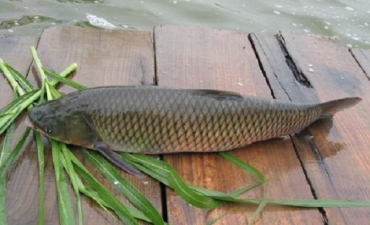 Nuôi cá trắm đen, lãi cả tỷ đồng