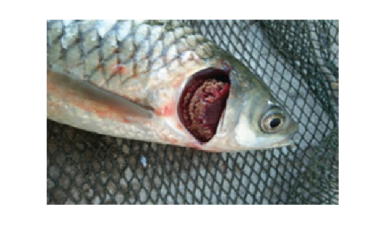 Bệnh xuất huyết - đầu đen trên cá trắm cỏ