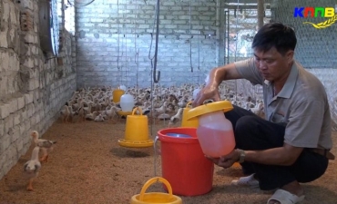 Chăm sóc gia súc, gia cầm thời điểm giao mùa